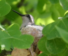 Blue-tailed Emerald