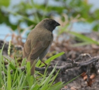 Black-faced Grassquit