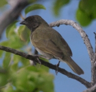 Black-faced Grassquit