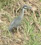 Yellow-crowned Night Heron