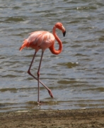 Caribbean Flamingo