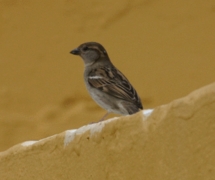 House Sparrow