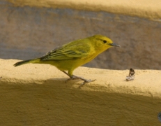 Mangrove Warbler