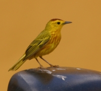 Mangrove Warbler