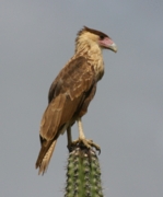 Northern Crested Caracara