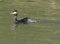 Great Crested Grebe