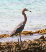 Reddish Egret