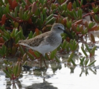 White-rumped Sandpiper