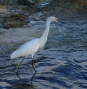 Snowy Egret