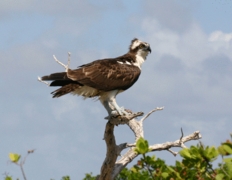 Osprey