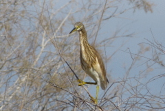 Squacco Heron