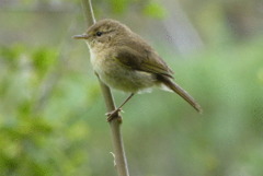 Chiffchaff