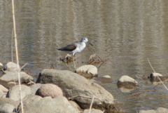 Greenshank