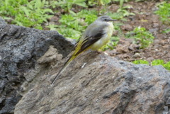 Grey Wagtail