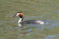 Great Crested Grebe