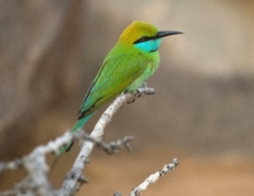 Green Bee-eater