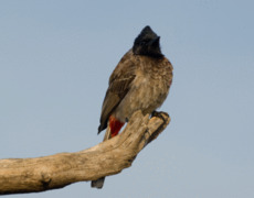 Red-vented Bulbul