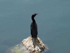 Indian Cormorant