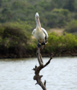 Spot-billed Pelican