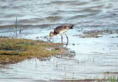 Black-tailed Godwit