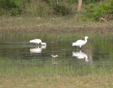 Common Spoonbill