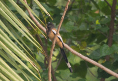 Rufous Treepie