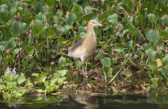 Indian Pond Heron