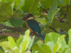 Stork-billed Kingfisher