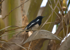 Oriental Magpie-Robin