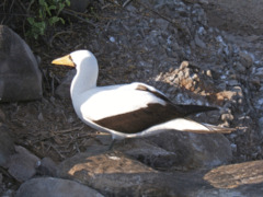 Nazca Booby