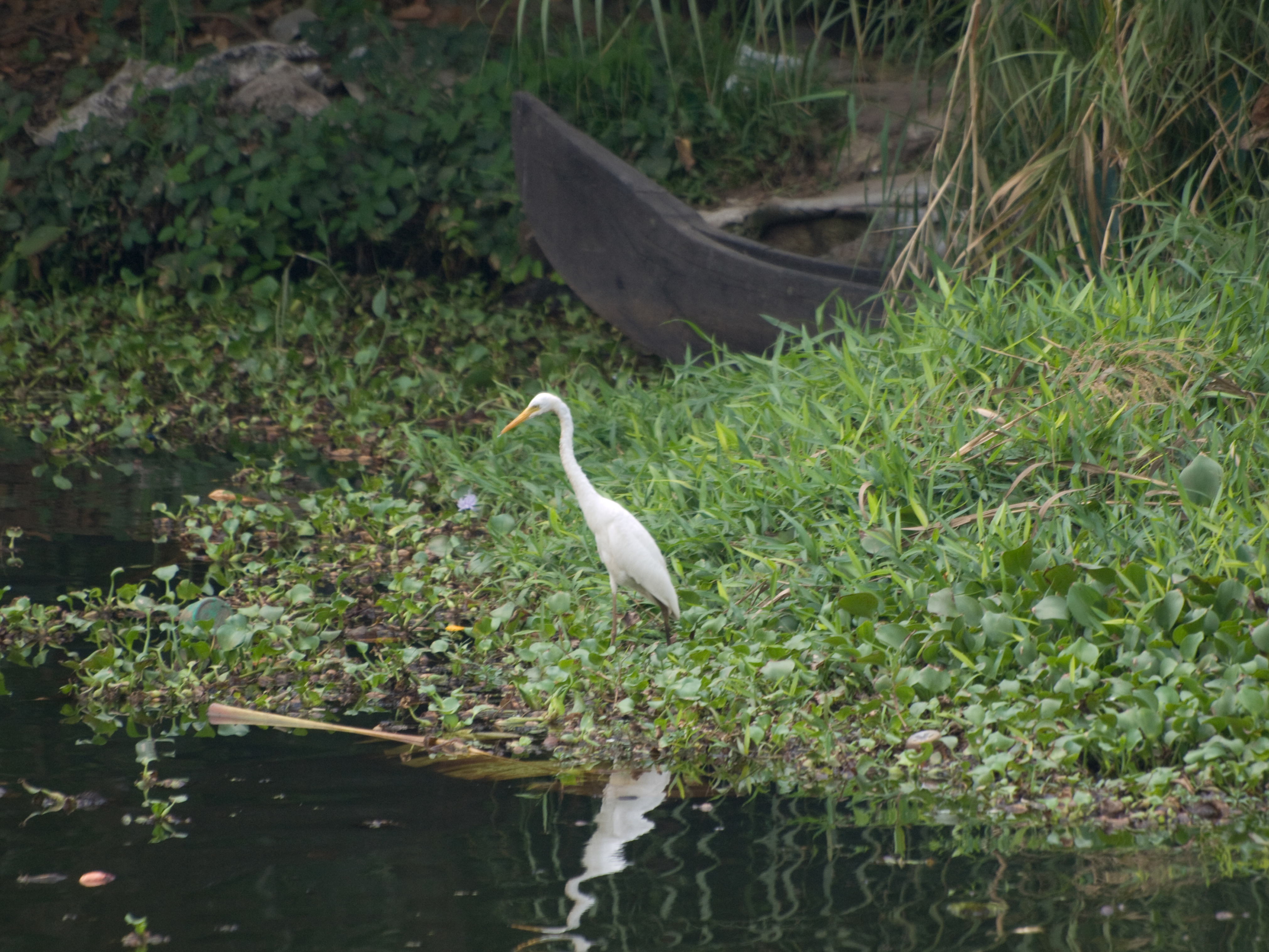 Great Egret