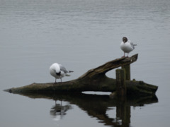 Black-headed Gull