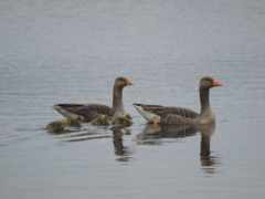 Greylag Goose