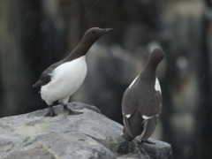 Guillemot