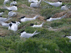 Sandwich Tern