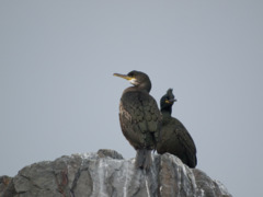 European Shag