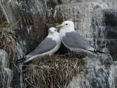 Kittiwake