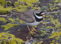 Little Ringed Plover