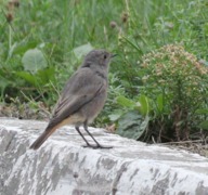 Black Redstart