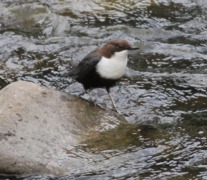 Dipper