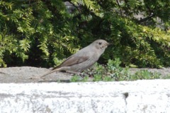 Black Redstart