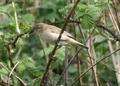 Willow Warbler