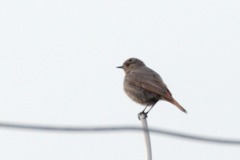 Black Redstart