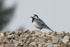 White Wagtail