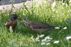 Fieldfare