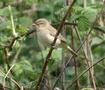 Willow Warbler