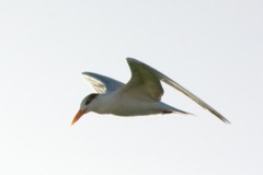 Royal Tern