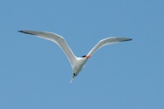 Royal Tern