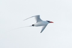 Royal Tern