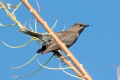 Scaly-breasted Thrasher